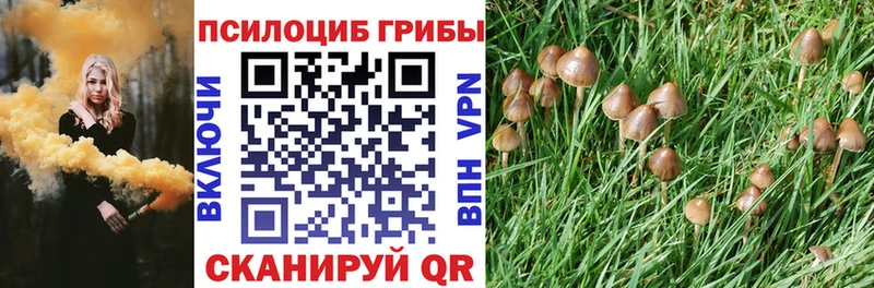 Псилоцибиновые грибы Psilocybe  Купить где  Чаплыгин 